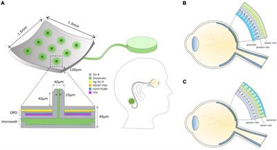 Progress on Designing a Chemical Retinal Prosthesis